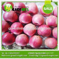 fresh fruit import red fuji apple from china